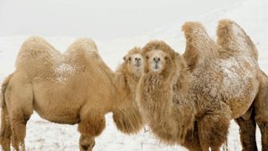 Изучаем диких животных с детьми. Верблюд. Интересные факты о верблюде