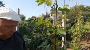 Виноград,первый год вегетации,вызревание лозы