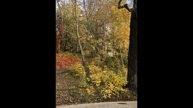 ФОТОКОЛЛАЖ «ЗОЛОТАЯ ОСЕНЬ» смотреть онлайн