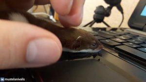 Ласкины ласки - my tender weasel(Mustela nivalis)