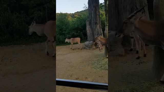 Зоопарк корея смотреть онлайн