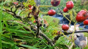 The most Juicy Sandwich with MEAT, Cheese and Vegetables! This recipe is worth writing down