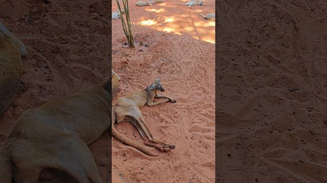 кенгуру под палящим солнцем Бангкока в сафари парке