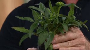 Cottage Farms 4-pc Perpetuals Southwestern Sunrise Coneflowers on QVC