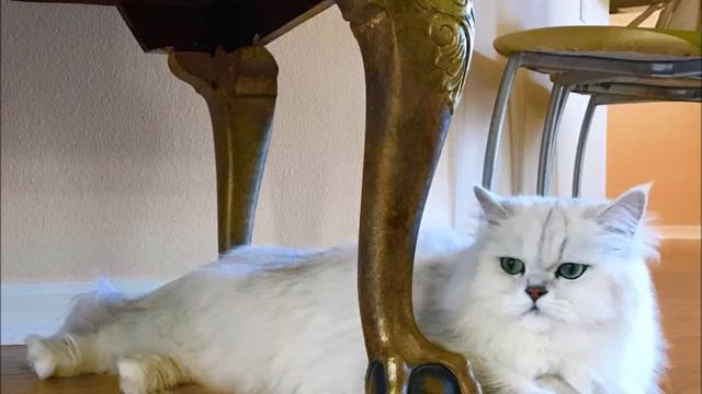 I Play to Mozart. Valve trombone a capella. смотреть онлайн