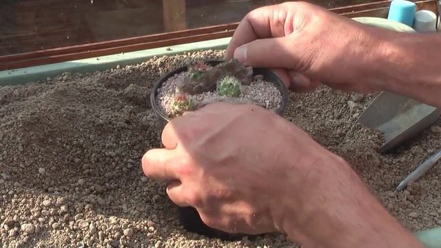 The Art of Cactus Mini-landscaping смотреть онлайн