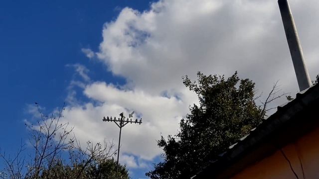 Поясная Бойная КЗ после 2.5 месяцев как она есть. Голуби Асха Талдыкорган. #голубикз смотреть онлайн