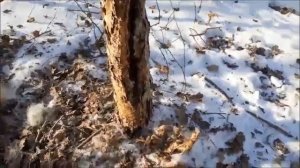 Пахучие приманки для хищника (часть первая).