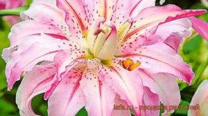 Лилия восточная махровая Брокен Харт (broken heart) ? обзор: как сажать, рассада лилии Брокен Харт