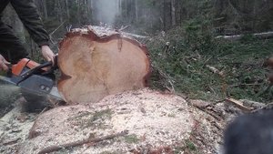 Бензопила Holzfforma 260