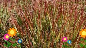 Просо прутьевидное Шенандоа. Краткий обзор, описание характеристик panicum virgatum Shenandoah