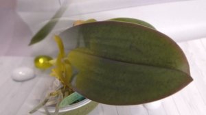 "Сладкая" орхидея - Phalaenopsis Yellow Chocolate. Что за аромат он дарит?