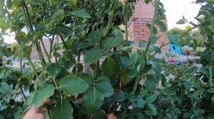 Versilia (Версилия) - та самая роза из ролика весенней обрезки.