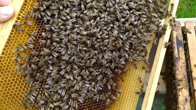 Не удачная подсадка не плодных маток. Сравнение 1 рамочных отводков. Какой вывод? смотреть онлайн