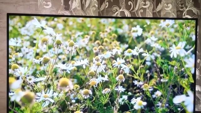 Телевизор Xiaomi Mi TV P1 32 смотреть онлайн