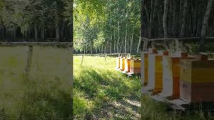 Бакфаст Сибири. Облетник Ламенка. 2021 год. #Ламенка, #Бакфастсибири, #Бакфаст