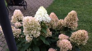 Гортензия Метельчатая и Крупнолистная 30.08.2021.