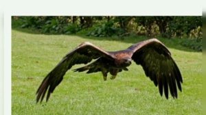 Красная книга Самарской области.