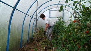 Сезон томатов.