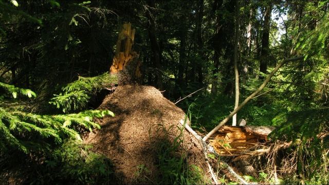 Звуки леса, пение птиц. Релакс 1 час для хорошего настроения. смотреть онлайн