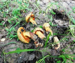 Грибы дубовики  (поддубники). Сбор грибов летом 2022 в Саратовской области.