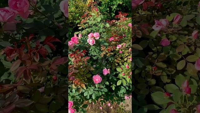 Канадская парковая Роза Прайри джой описание сорта смотреть онлайн