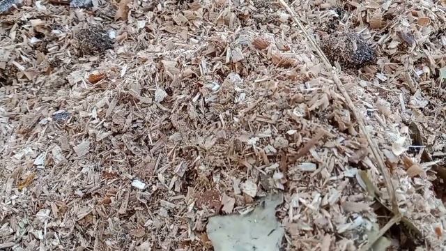 Опилки Красным Калифорнийским Червям #биогумус #черви #компост #земля. Рахимжан 87078908088