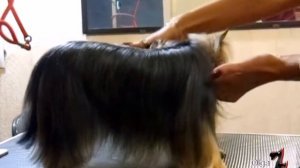 Гигиеническая стрижка йорка