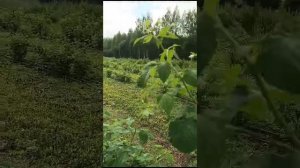 Малина 2.08.2024