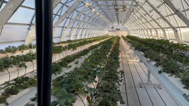 04.12.2022г. Обзор. Ивановская вкусника. Зимняя теплица для выращивания клубники на гидропонике. смотреть онлайн