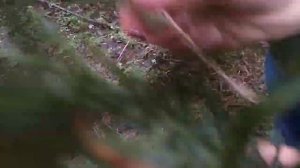 ЧЕРЕНКОВАНИЕ МОЖЖЕВЕЛЬНИКА ? РАННЕЙ ВЕСНОЙ.