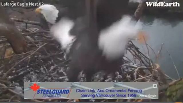 LaFarge eagles,ma & pa spending a lot of time on nest,little beaking going on,12/22/12 смотреть онлайн
