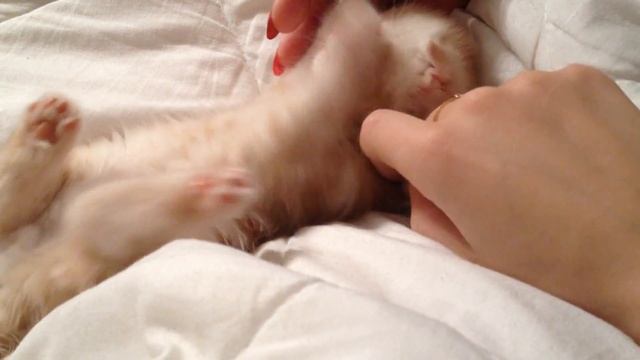 САМЫЙ МИЛЫЙ котенок.смешной. Скотиш фолд цвет песочный табби смотреть онлайн