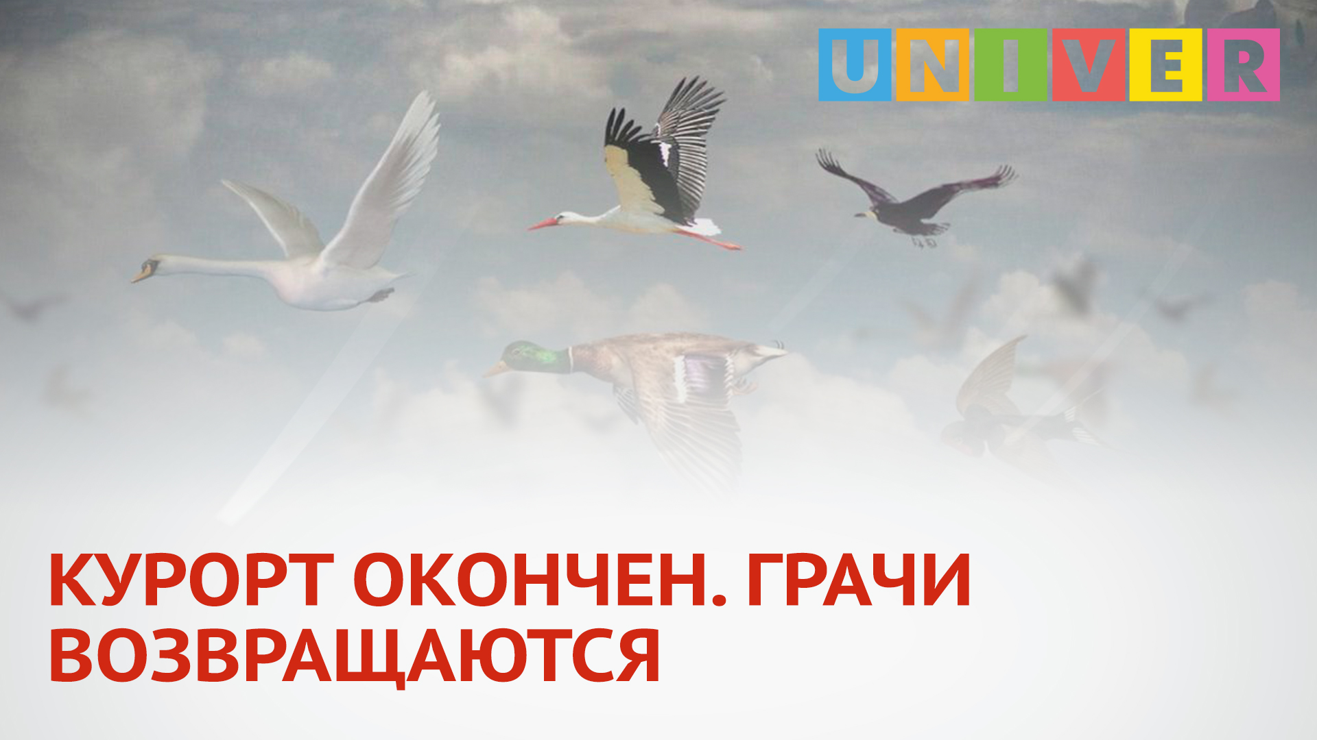 Грач возвращаться предложение. Возвращение перелетных птиц. Когда возвращаются Грачи. Грачи матерясь возвращаются с Юга.