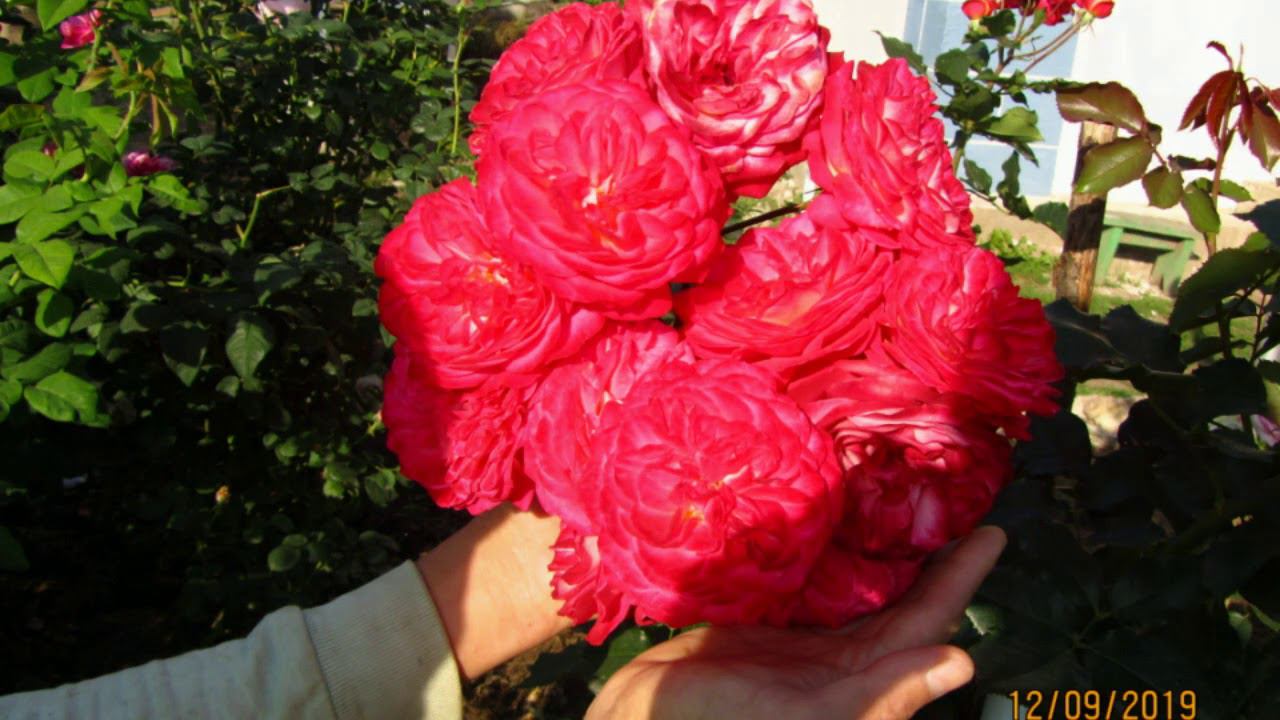 Роза Мидсаммер(Midsummer) и Вестерленд(Westerland). смотреть онлайн