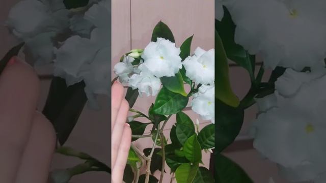 #растениядома #табернемонтана #цветыдома
