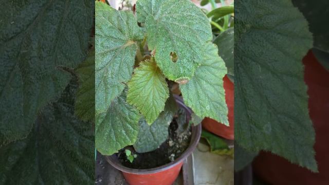 How to Care Begonia Plants