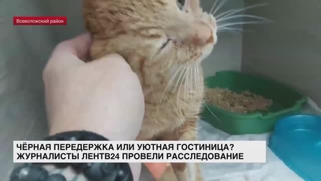 Черная передержка или уютная гостиница? Журналисты ЛенТВ24 провели расследование
