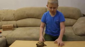 Сухопутная среднеазиатская черепаха