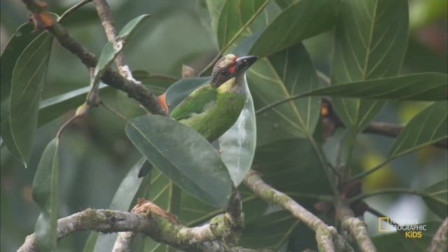 Звуки дикой природы: Джунгли смотреть онлайн