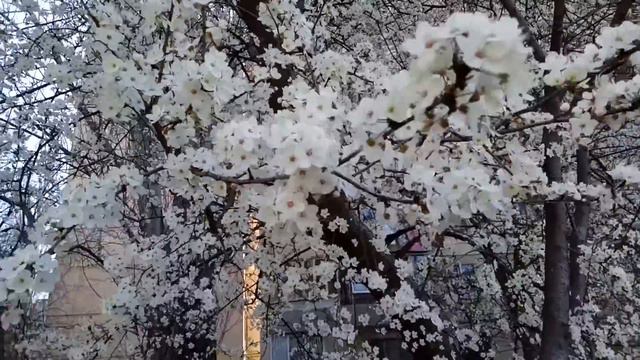Ведь не поэт я, просто мысли