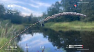 Убийца Плотвы — Тинка. Мормышинг на микроречке с нимфой.