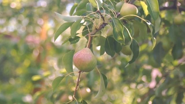 В поисках Царства Божия смотреть онлайн