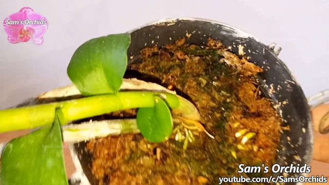 𝘿𝙚𝙣𝙙𝙧𝙤𝙗𝙞𝙪𝙢 𝙖𝙣𝙤𝙨𝙢𝙪𝙢 var. 𝙖𝙡𝙗𝙖 orchid & old sphagnum moss смотреть онлайн