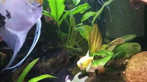 Скалярии Кои пошли на нерест