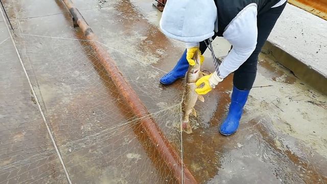 РЫБАЛКА СУРГУТ//ЛОВЛЯ ЩУКИ НА ПАУК//РЫБАЛКА НА ЮГАНСКОЙ ОБИ//КРУПНАЯ ЩУКА НА ПОДЪЕМНИК смотреть онлайн