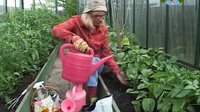 Посадка и выращивание семян перца с Октябриной Ганичкиной смотреть онлайн