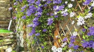 КЛЕМАТИСЫ в ландшафтном дизайне