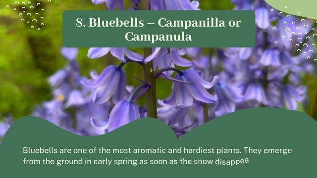 9 Amazing Spanish Flower Names смотреть онлайн