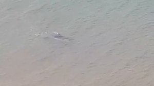 Поселок волна стаи лобаня